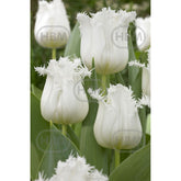 Hectarul - Ladita 575 bulbi de lalea FRINGED TULIPA Honeymoon